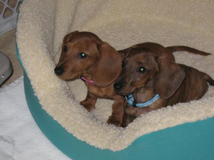 two cute brown puppies laying together on top of a bed