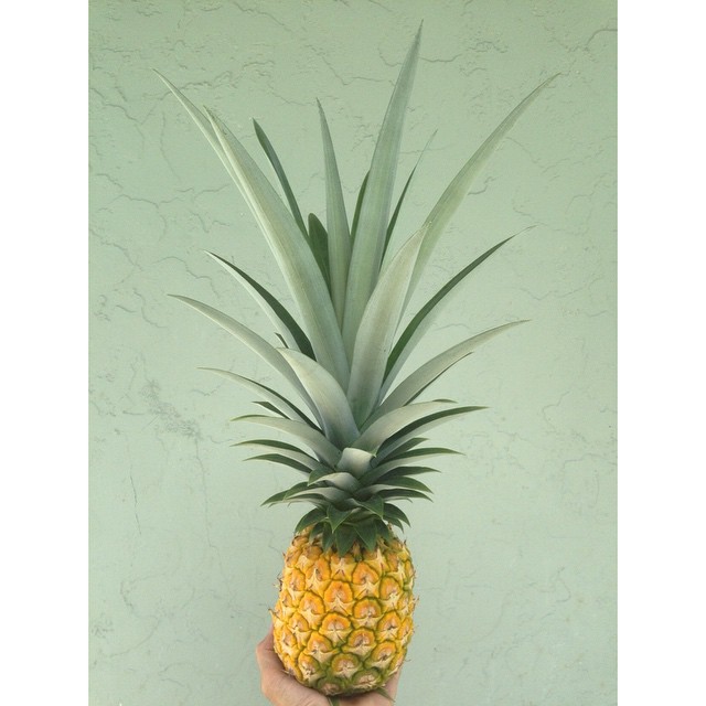 someone holding up an pineapple against a green wall