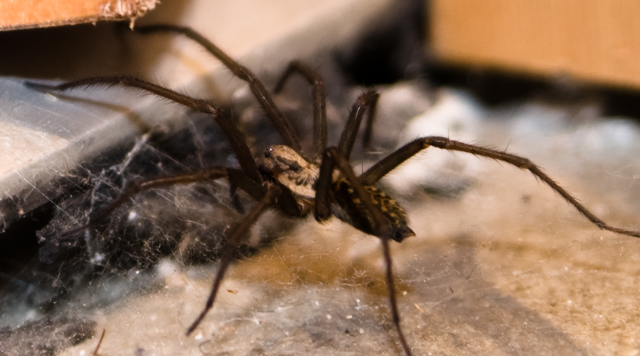 a brown spider sitting on top of a table