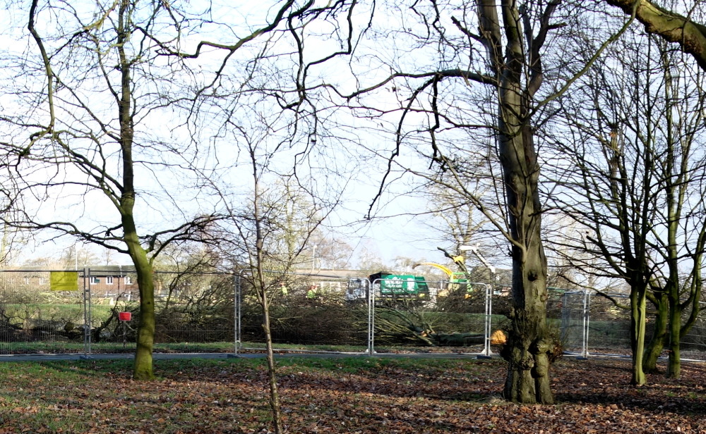 several bare trees are in the park with a sign