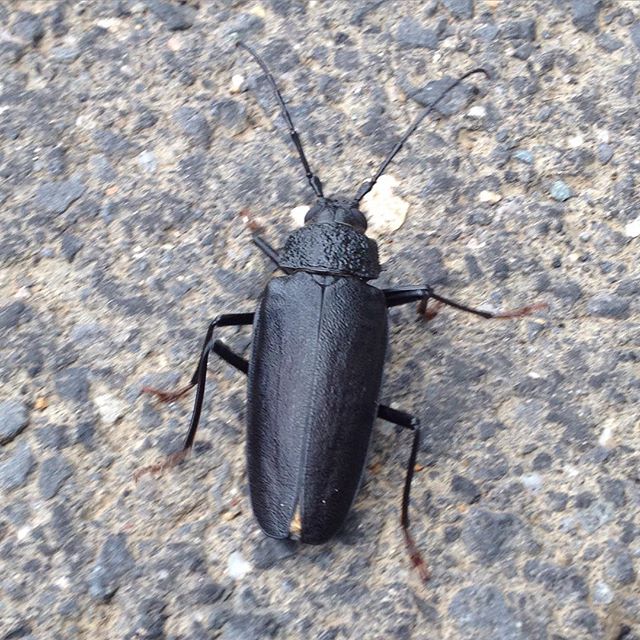 this is a beetle that has been left on the sidewalk