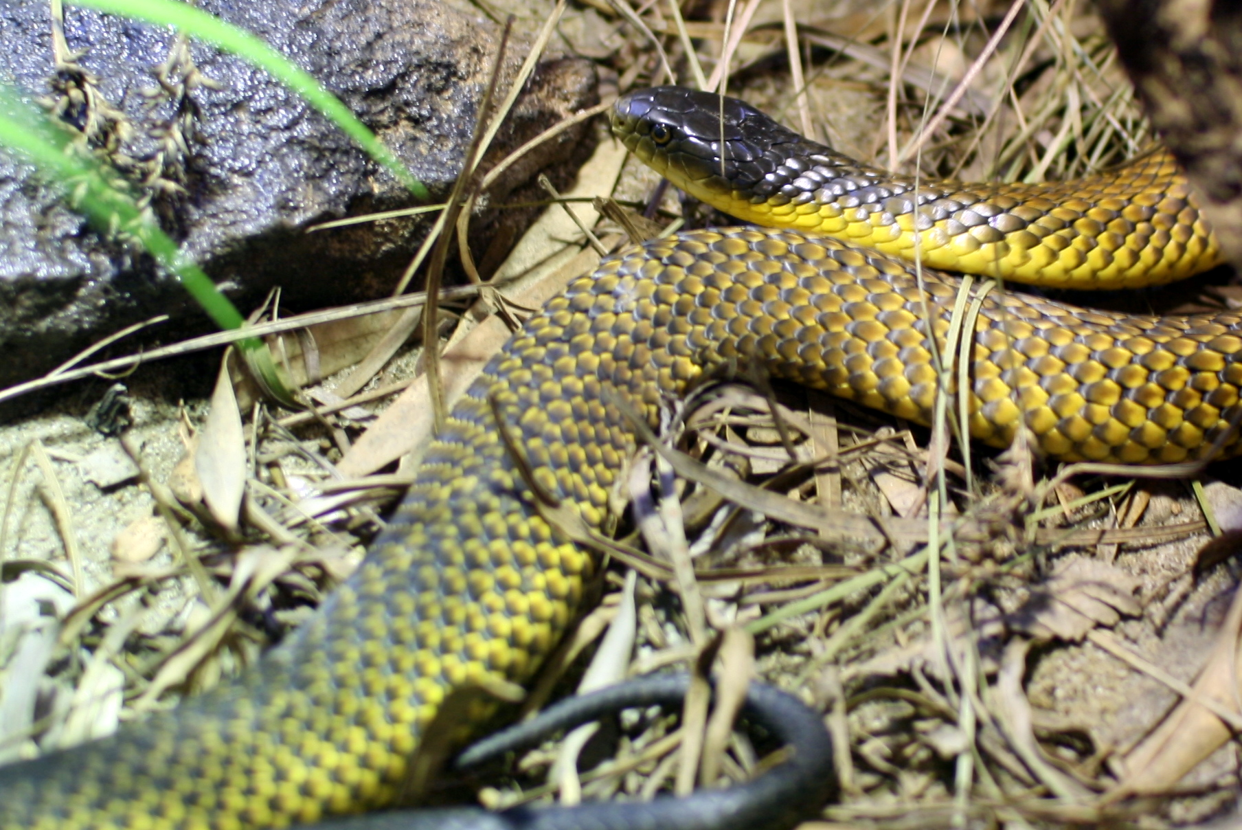 a green snake with brown and yellow stripes laying in the grass