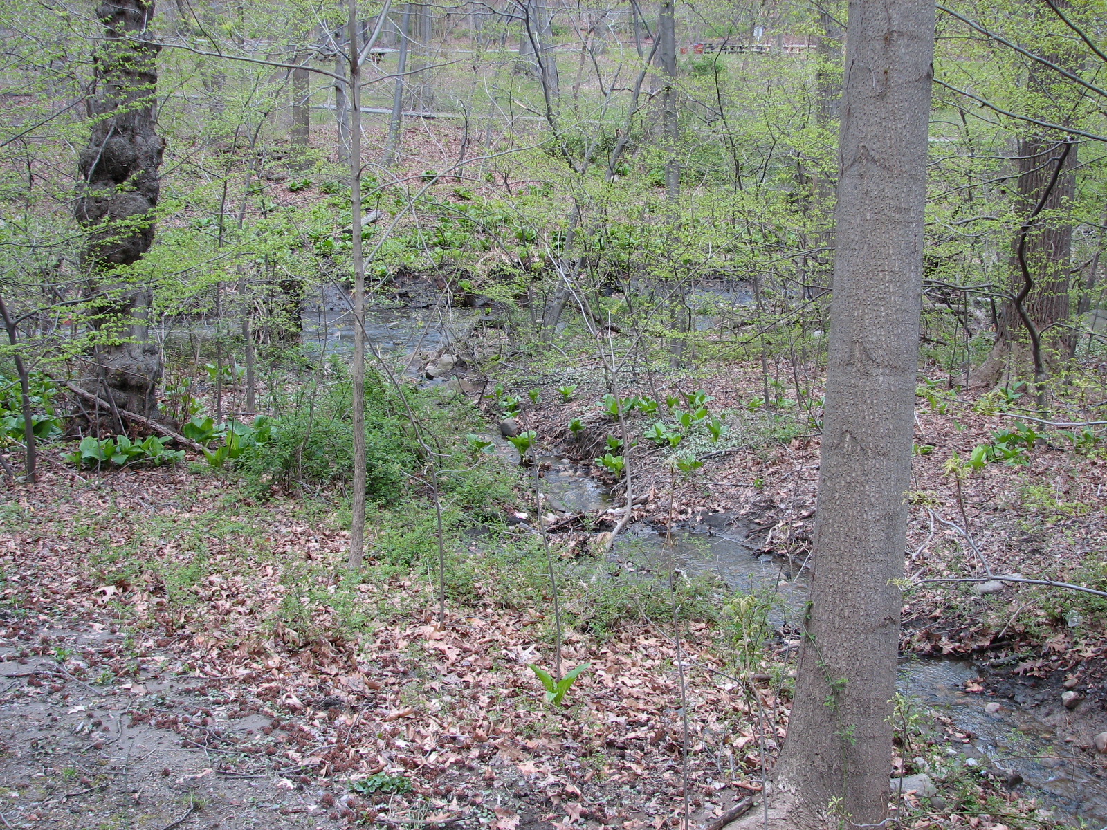 a small creek in a field near many trees