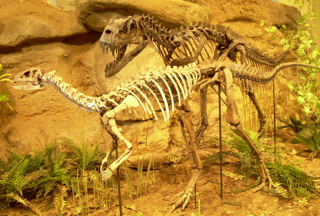 the skeleton of an adult tyrandramus on display