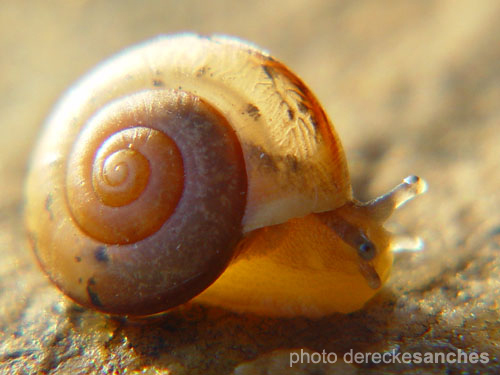 a snail is sitting on a sandy surface