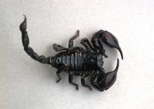 a scorpion sitting on the ground and eating a banana