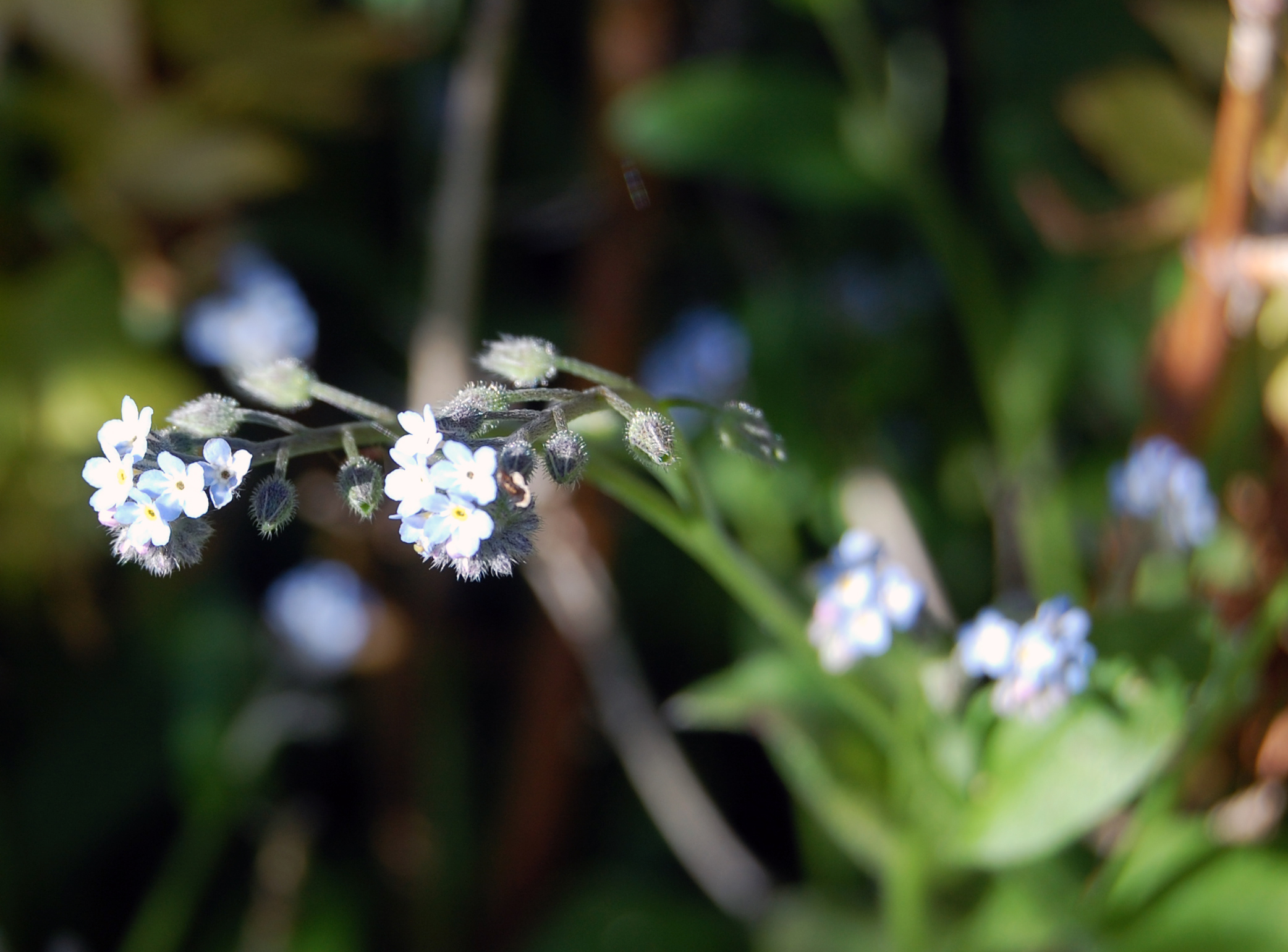 white flowers with tiny blue tips are in the foreground