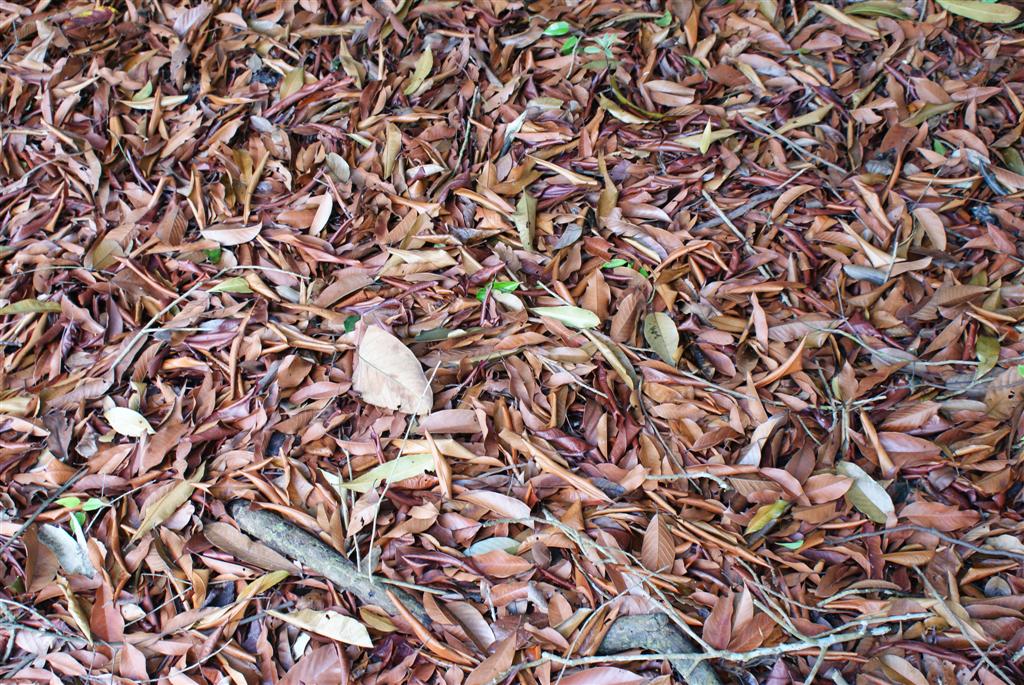 a very small bird on the ground of some brown and red foliage