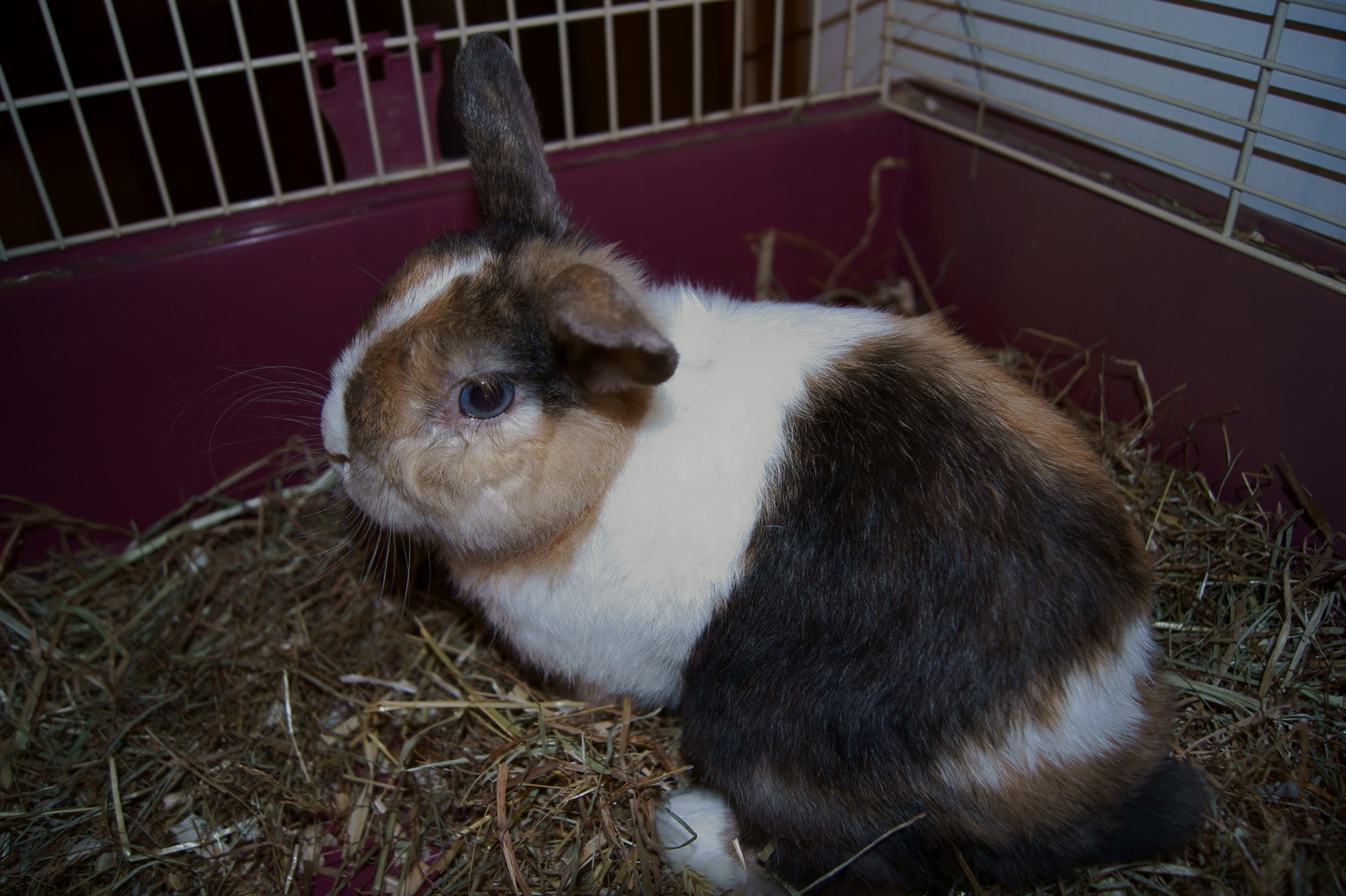 a small rabbit is sitting in some hay