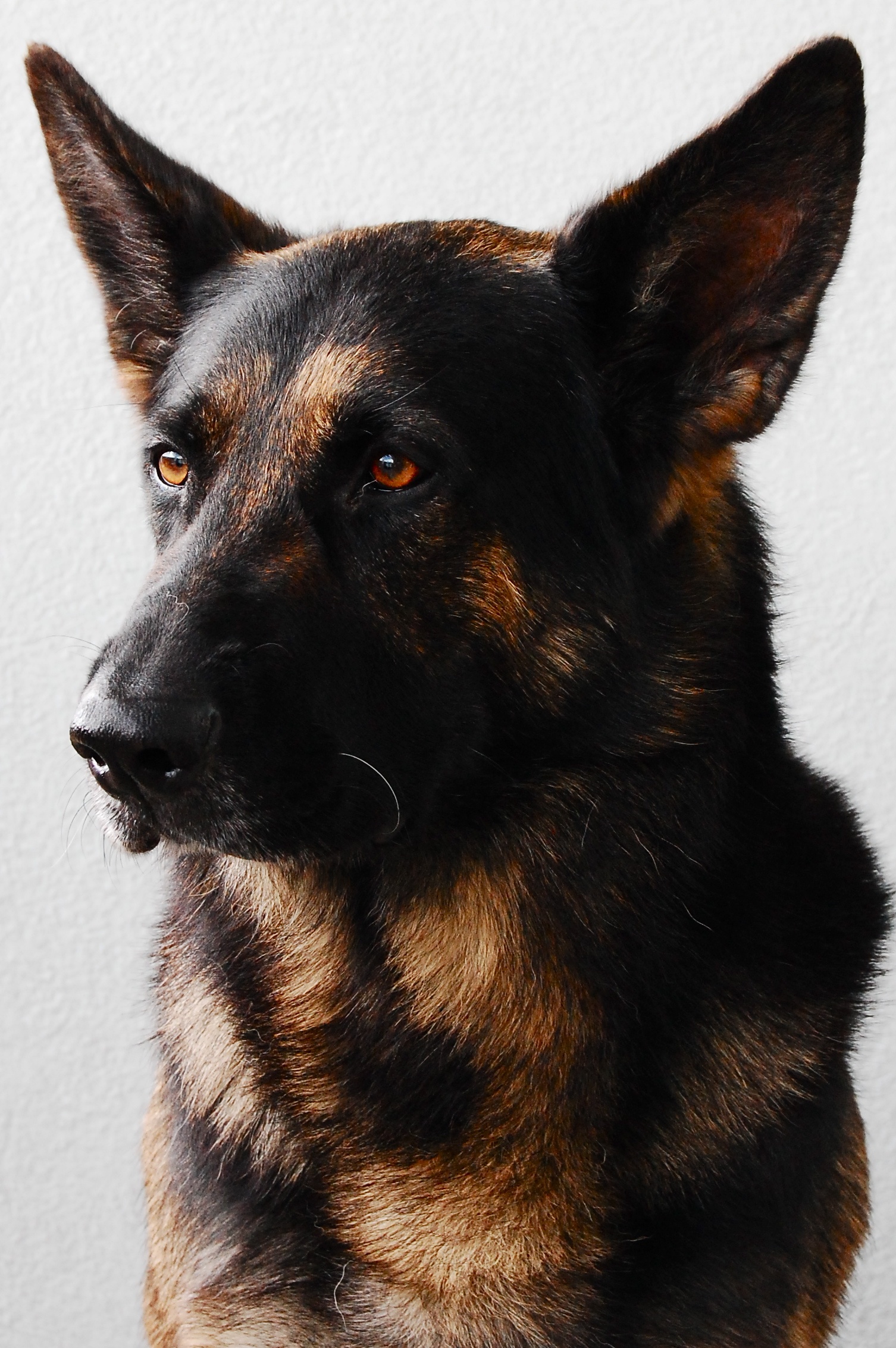 a german shepherd is looking into the distance