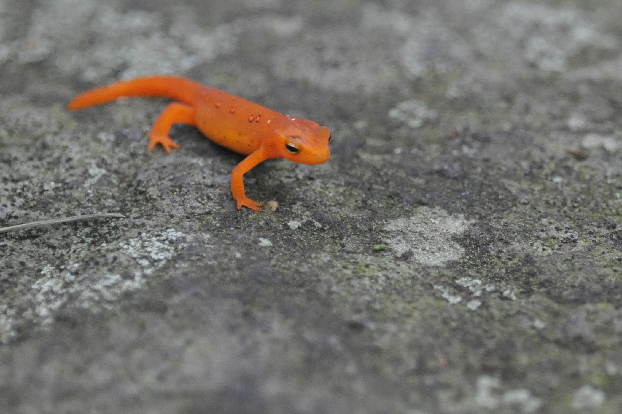 an orange gecko walking on top of cement