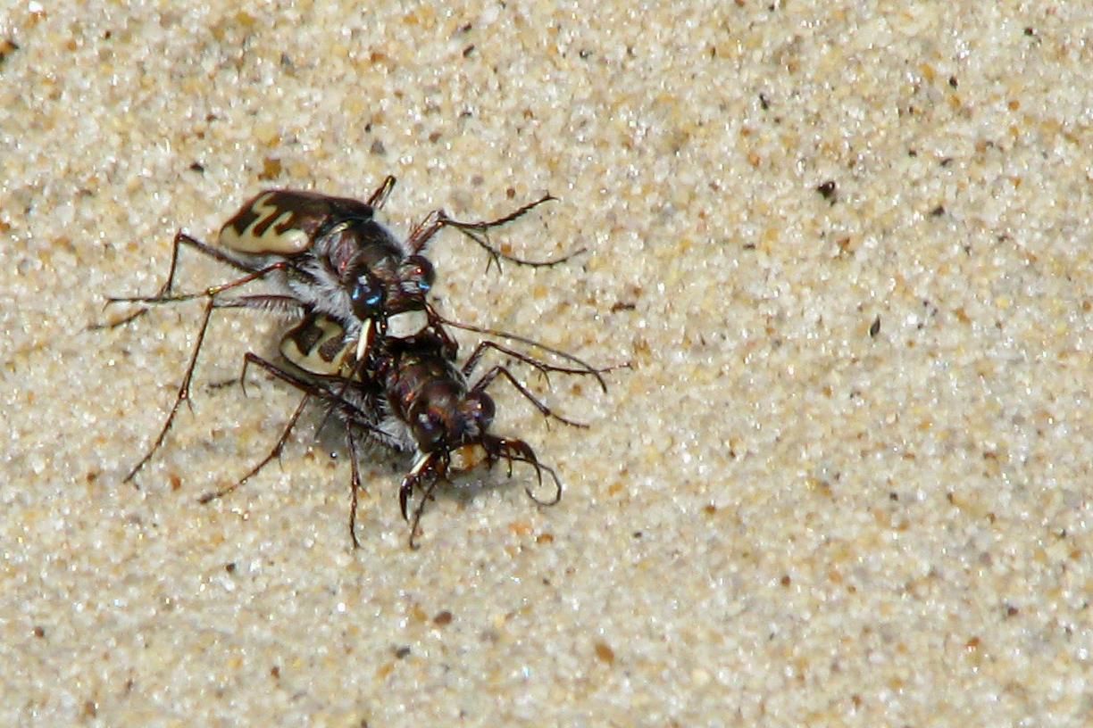 a couple of bugs on the floor and some sand