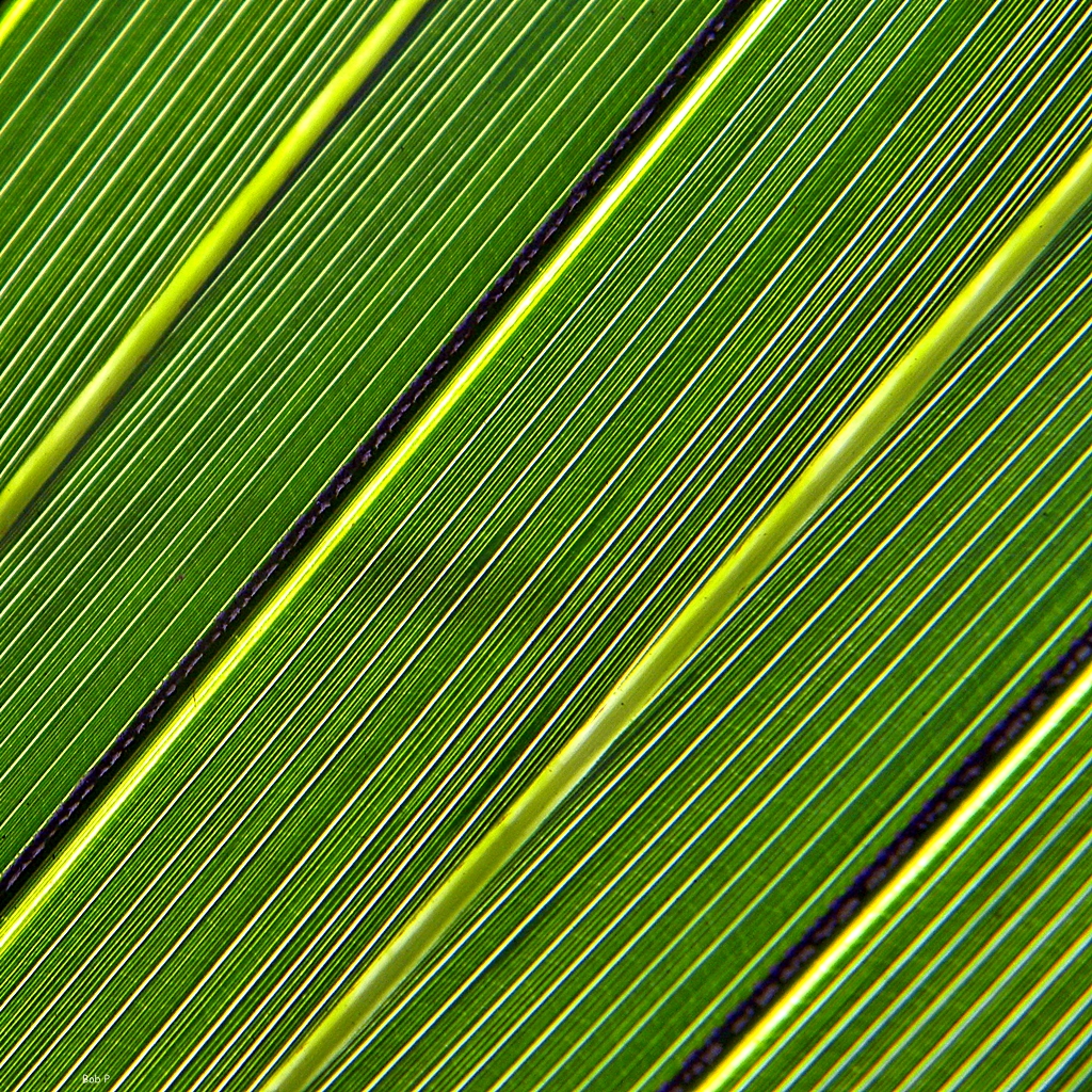 a very close up s of the side of a green plant
