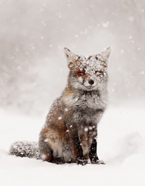 a fox in the snow, standing up