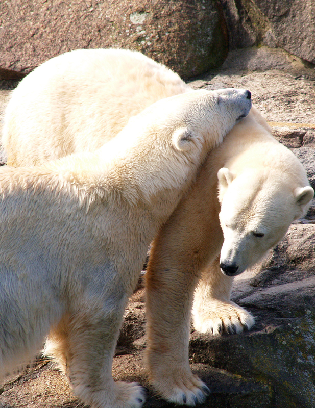 the polar bear cub is hugging his mom