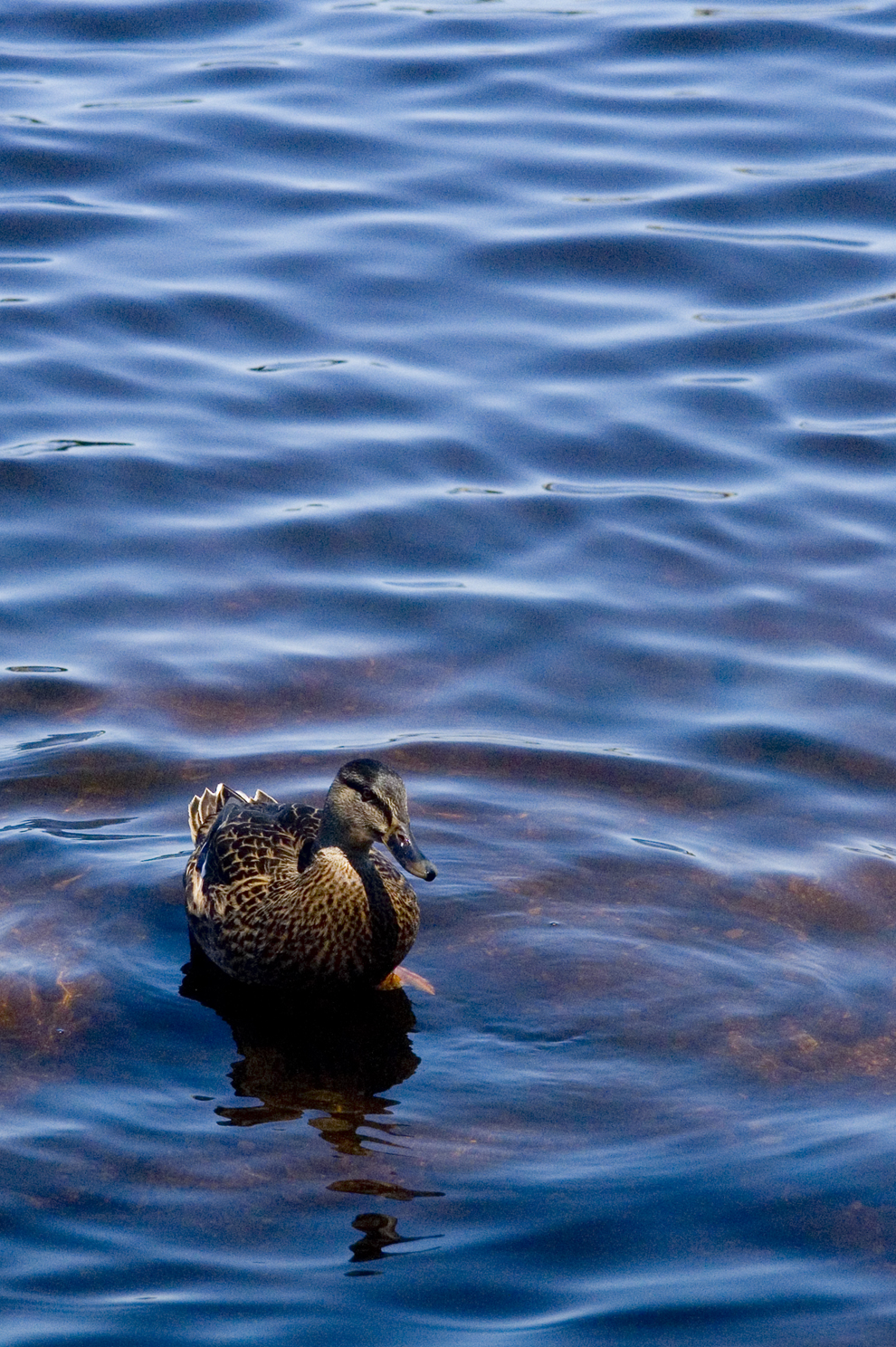 a duck is floating on a body of water