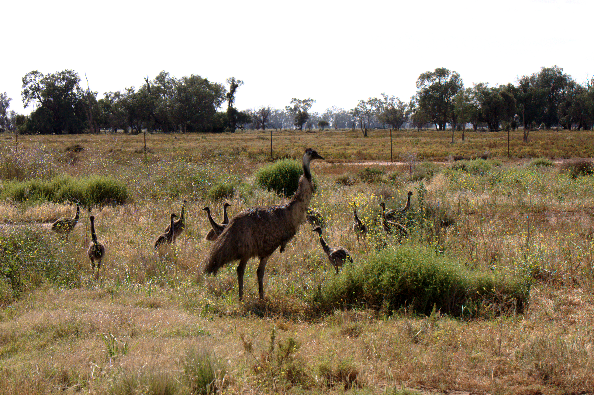 an emu in the foreground with some birds out side