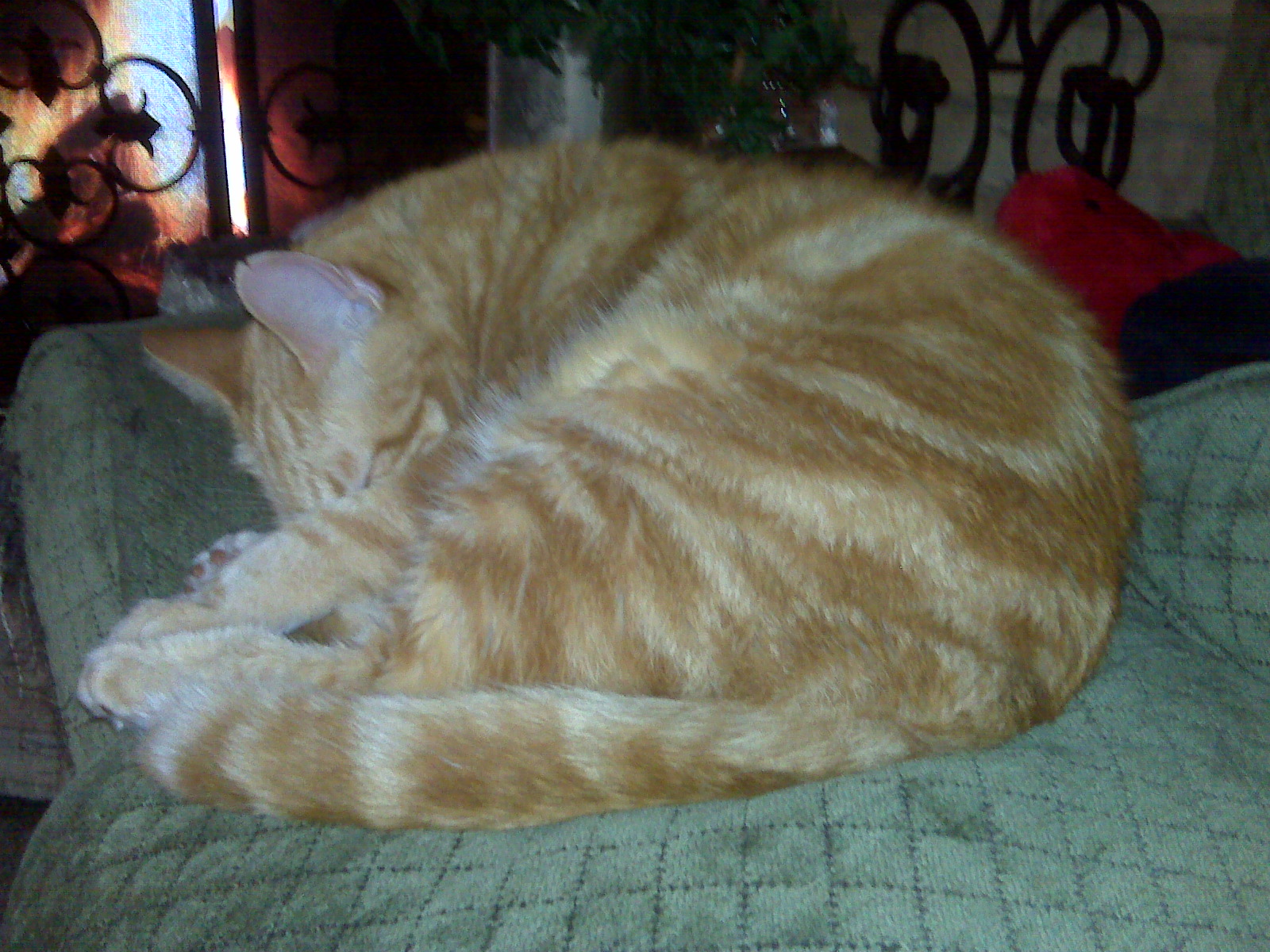 a orange cat is curled up and sleeping