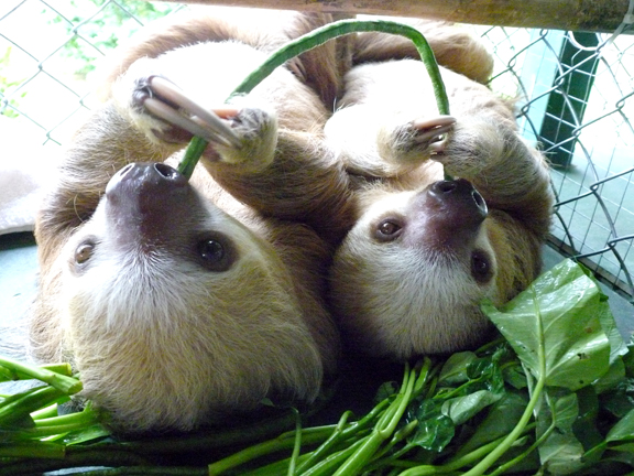 three slotties eat green leafy greens in a cage