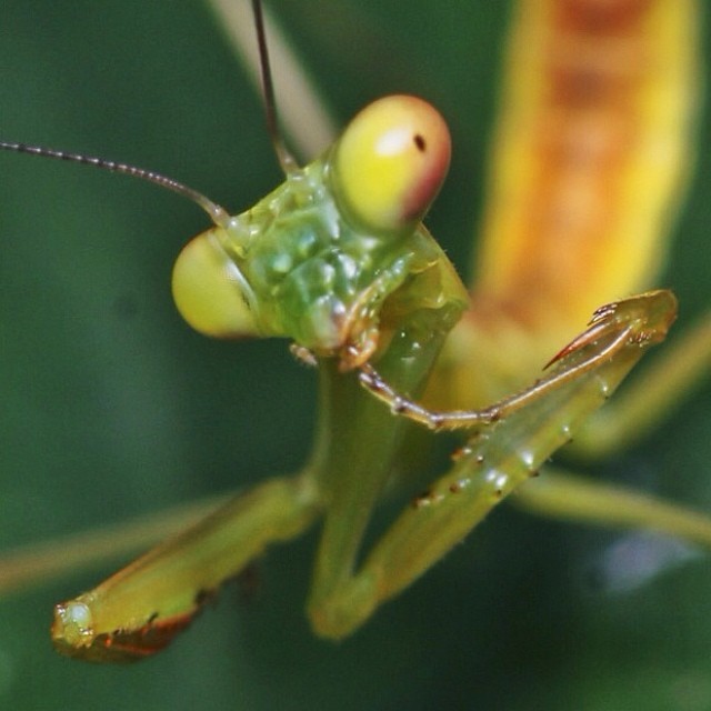 a green praying mantisut with long antennae on top of its head