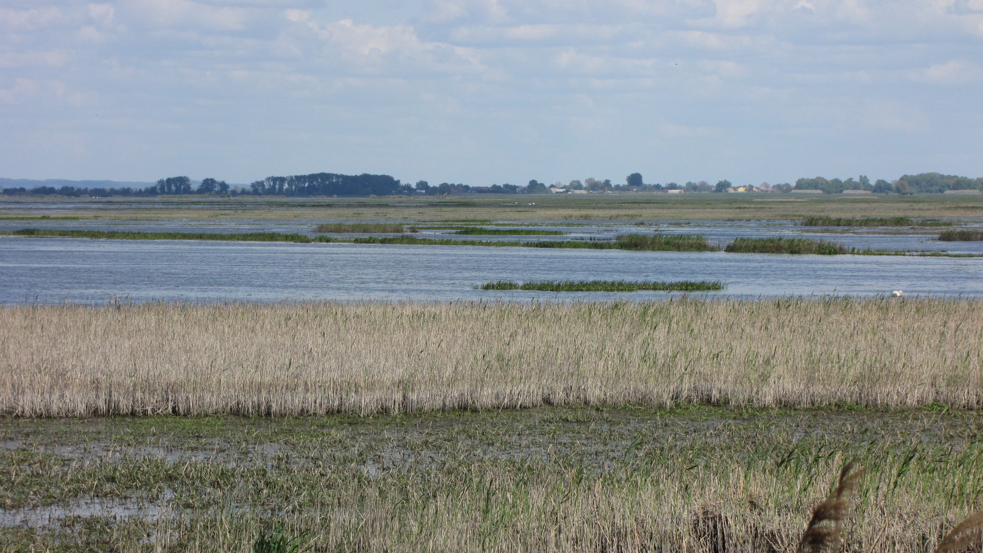 a small body of water near a marshland