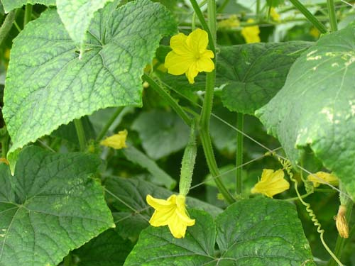 the yellow flowers are growing in the green leaves