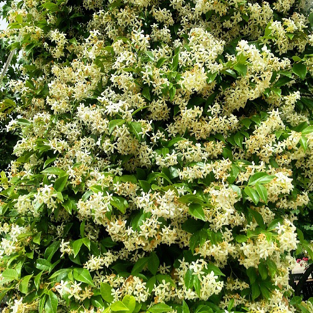 a very large white bush filled with flowers and leaves