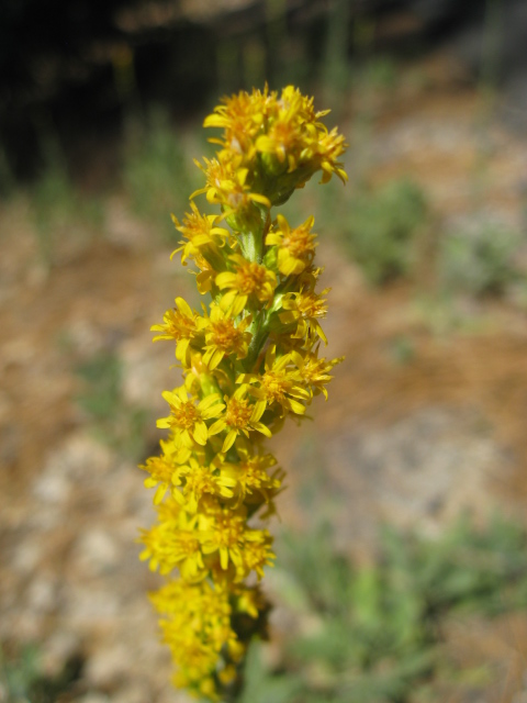 yellow flowers in the background, with blurry rocks