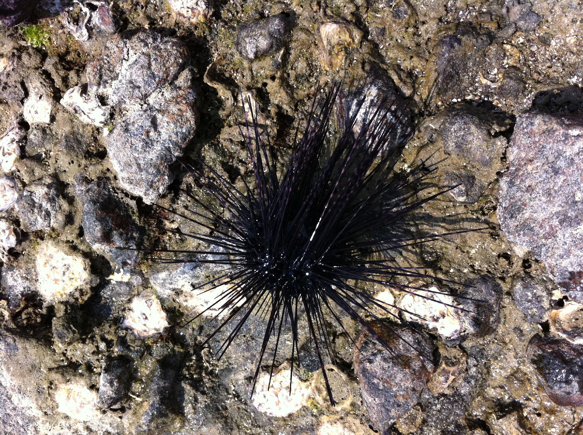 a round object laying on top of some rocks