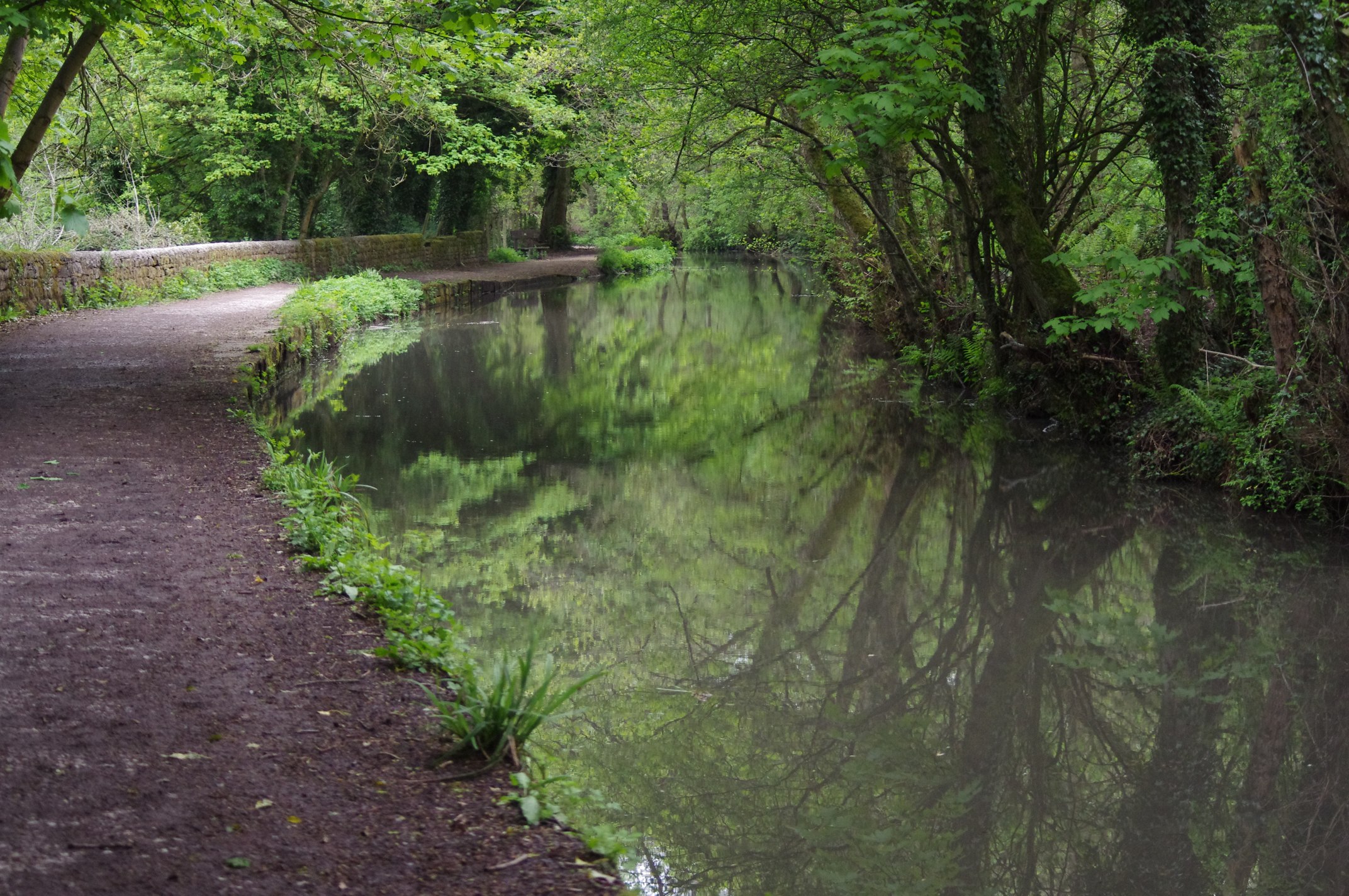 a large body of water surrounded by trees and greenery