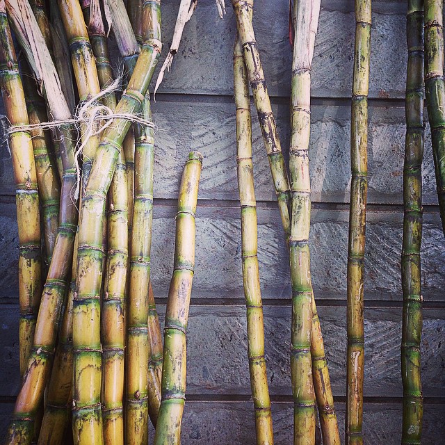 a bunch of stalks of green bamboo tied up
