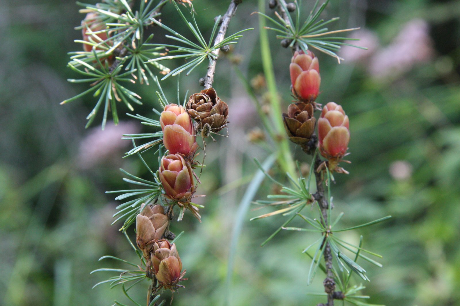 the pine is covered with cones and small flowers