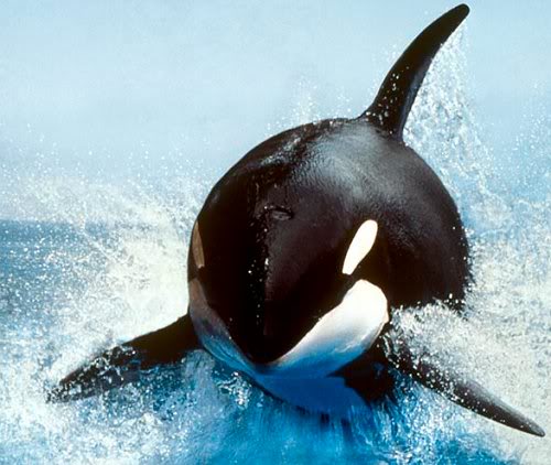 an orca in the blue ocean kicking up water