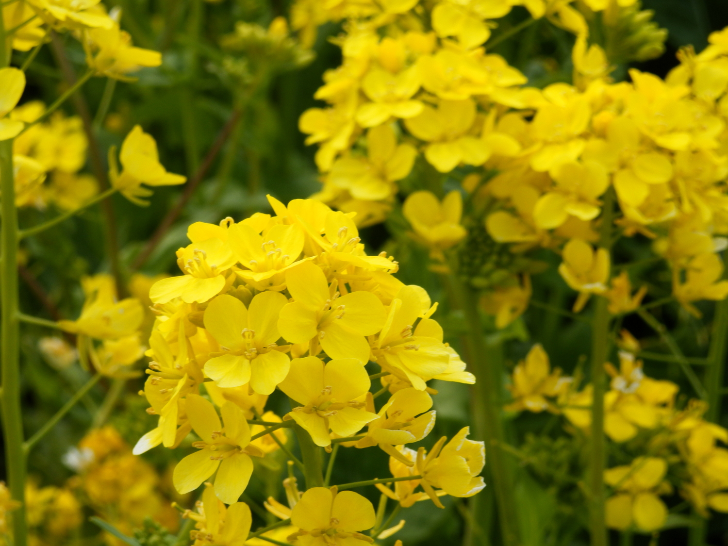 yellow flowers are growing in the grass