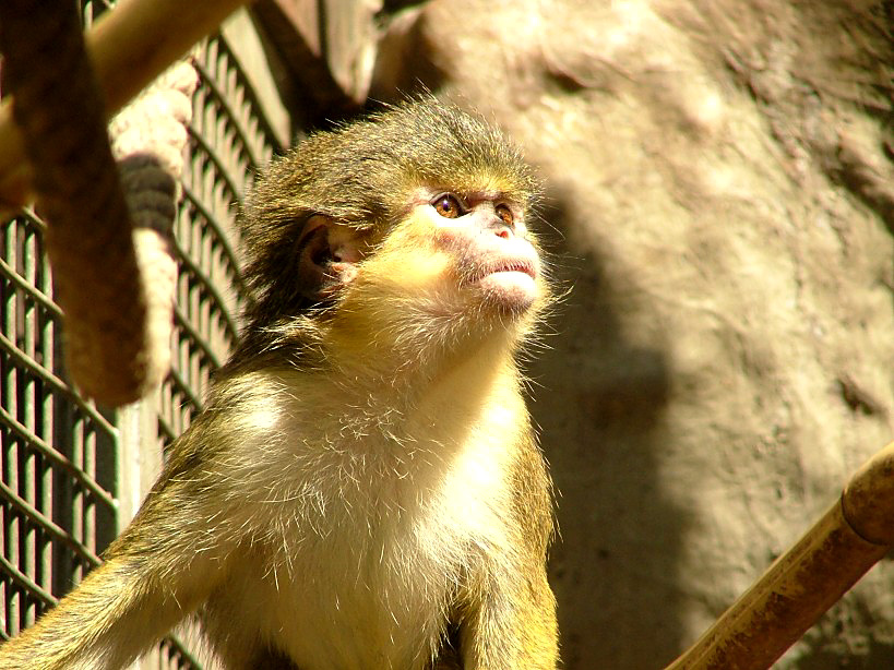 a monkey standing on top of a nch in a zoo enclosure
