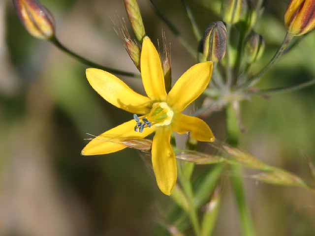 close up of a yellow flower with yellow petals