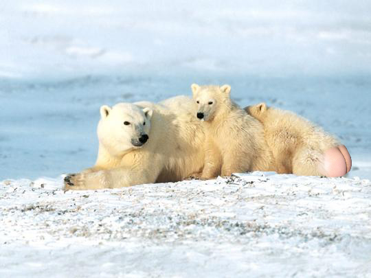 two polar bears playing in the water on the tundra