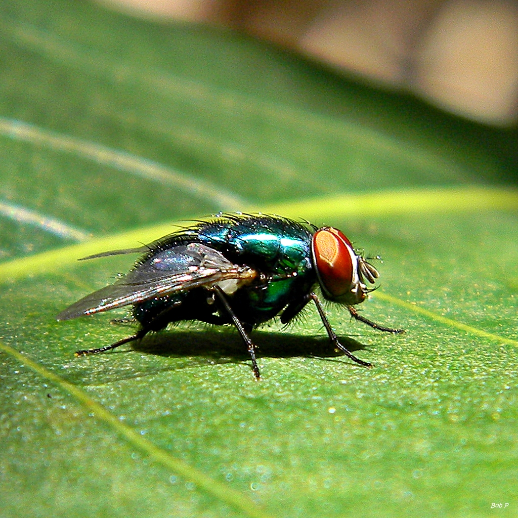 fly resting on a green leaf in the shade