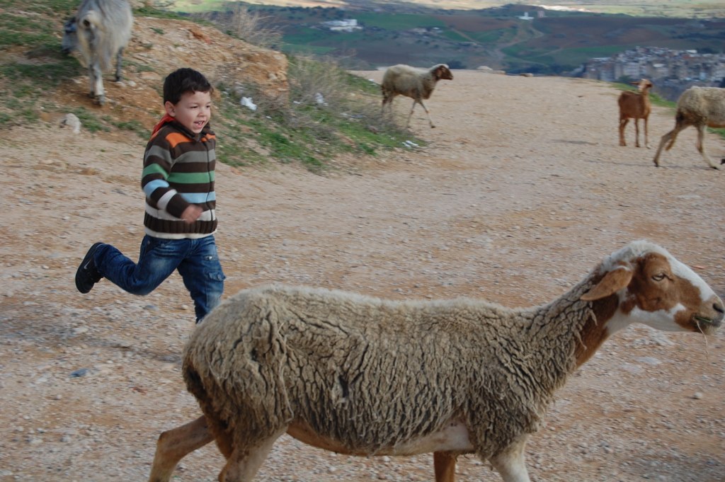 a small boy running in front of a herd of sheep