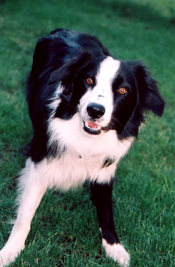 a black and white dog standing on grass