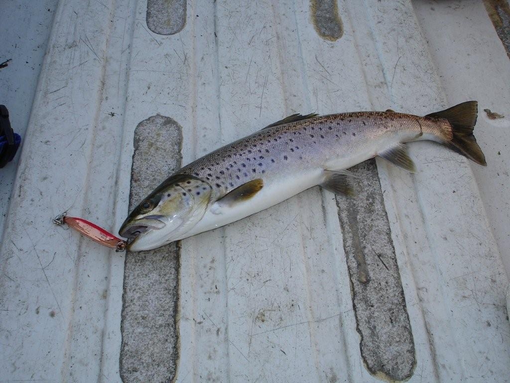 a fish that has been caught in the river