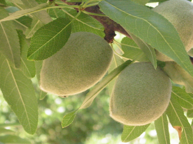 a bunch of ripe kiwi fruit on a tree