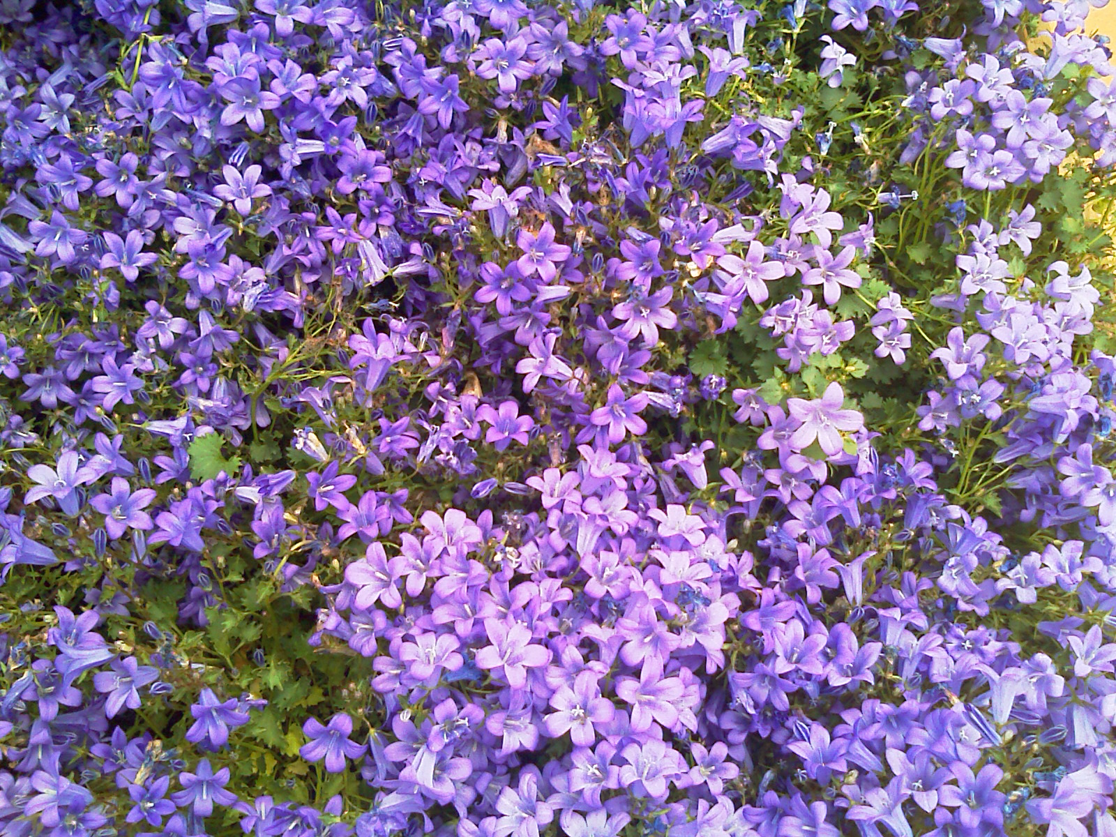 many purple flowers growing in a planter