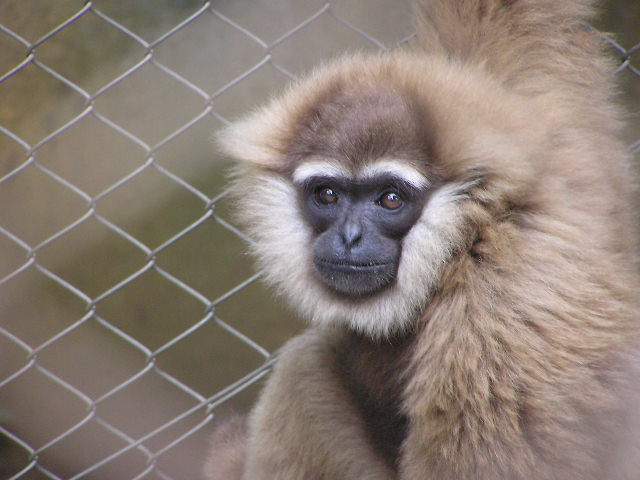 a monkey sitting behind a wire fence