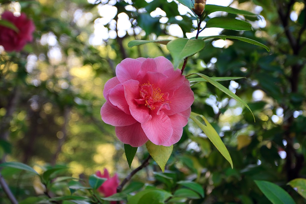 a large flower blooming near many trees