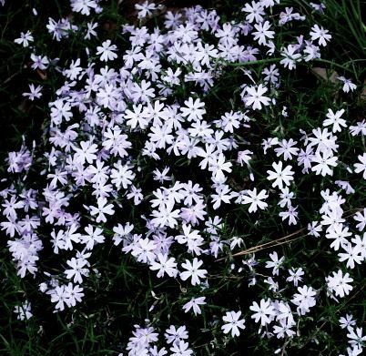 white daisies grow amongst the grass in the woods