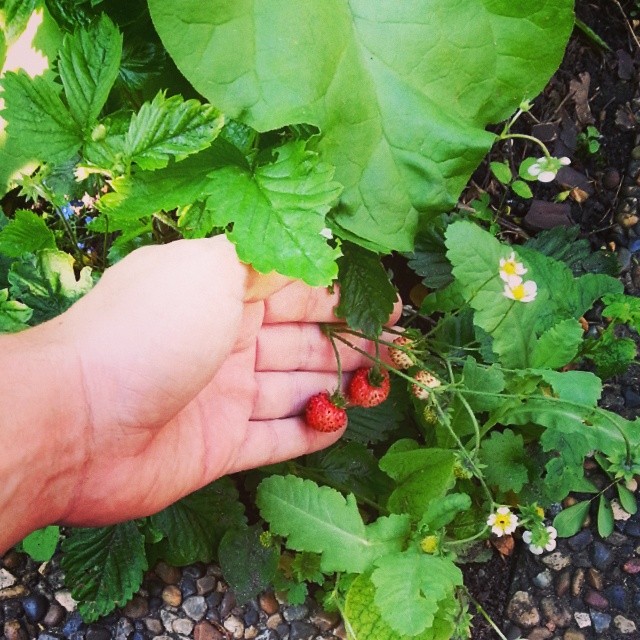 a hand holds out a small plant with berries on it