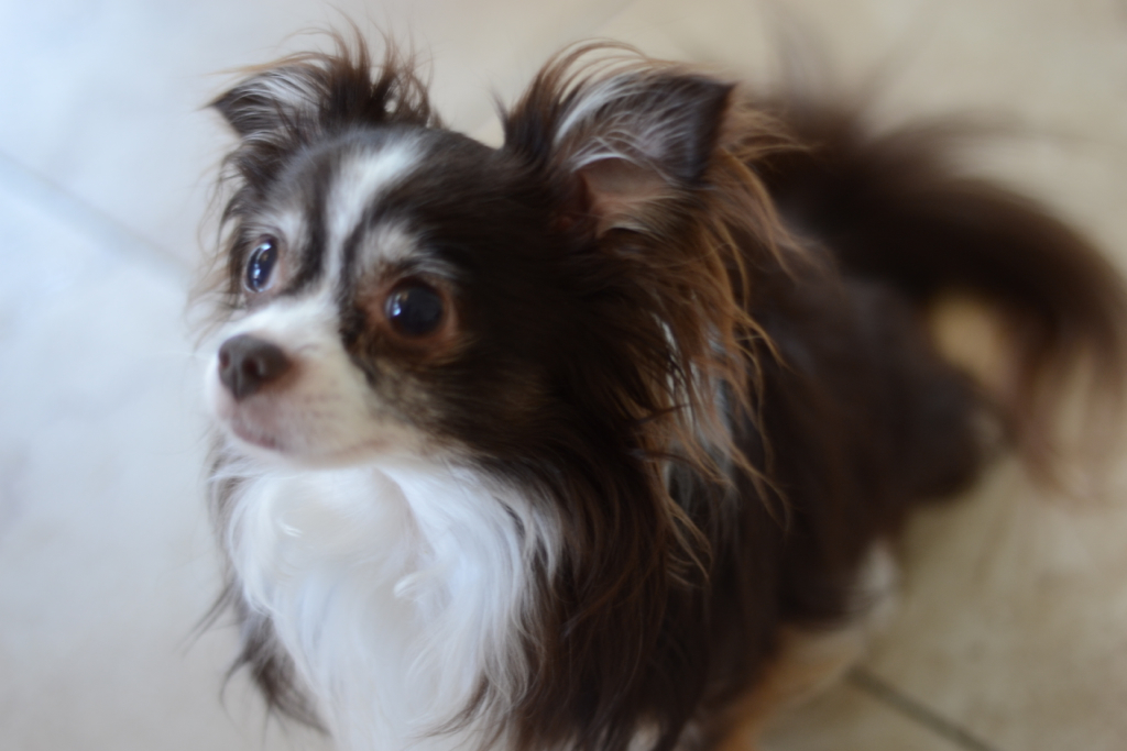 a brown and white dog is standing on the tile