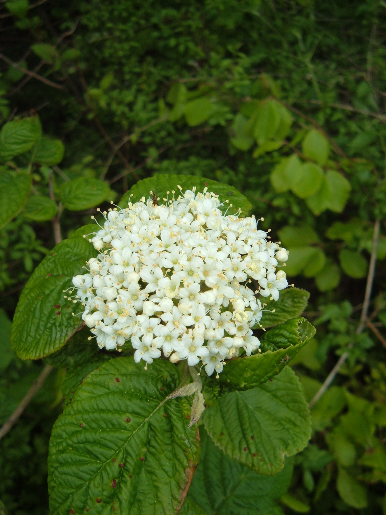 a flower with several small flowers on it