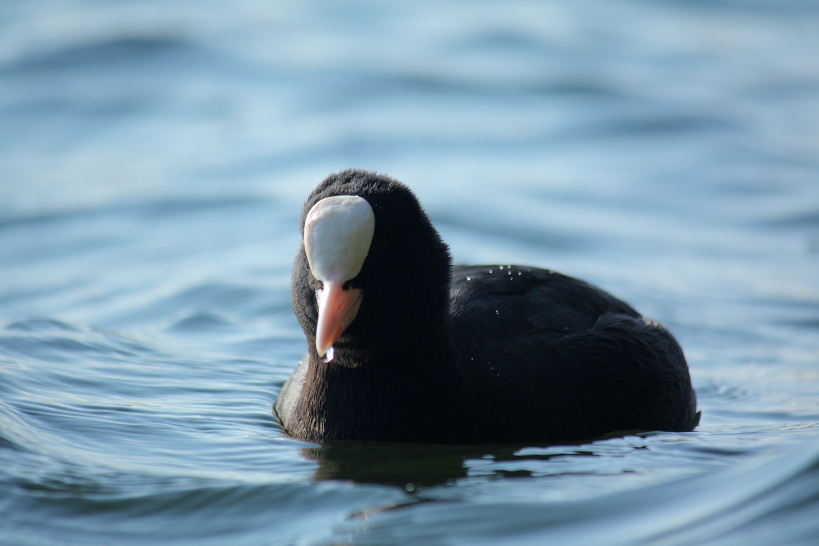 a duck with its beak in the water